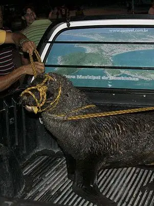 Funcionários da Fundação do Meio Ambiente levaram o animal para um centro de tratamento em Florianópolis (Foto: Fabrício Jachowicz/Terra)