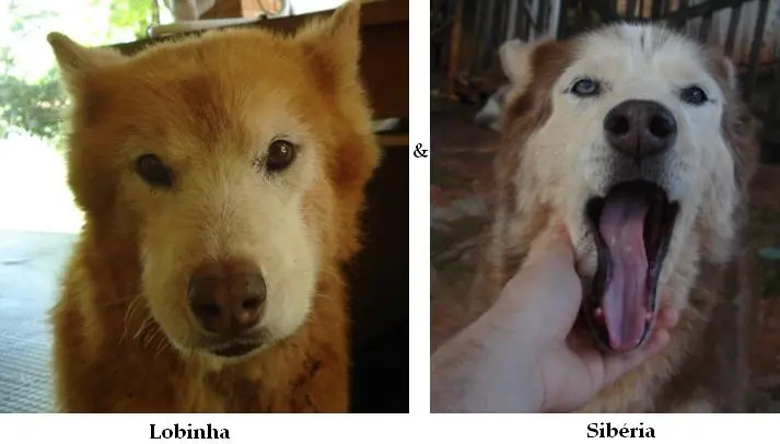 Lobinha e Sibéria - huskys perdidas