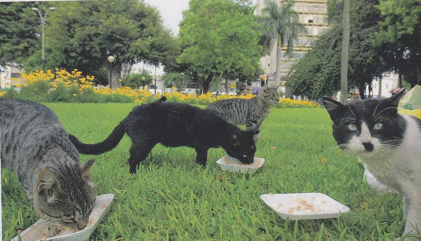 foto dos gatos sendo alimentados no parque