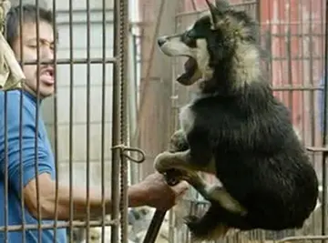 homem puxa um cão de dentro da jaula para ser torturado e morto