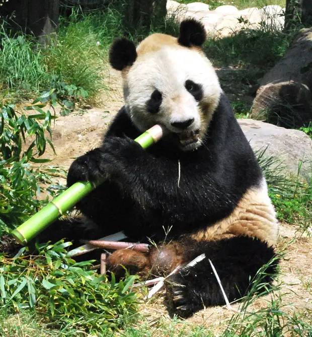 O panda Long Long, que morreu após ser anestesiado no Zoológico de Kobe para a retirada de de sêmen. Governo chinês quer apurar as circunstâncias da morte, considerada grave pelas autoridades de Pequim. Foto: Jiji Press/Stringer/AFP