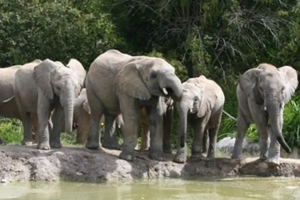 Os elefantes ‘resgatados’ pela Africam Safari. (Foto: Divulgação)