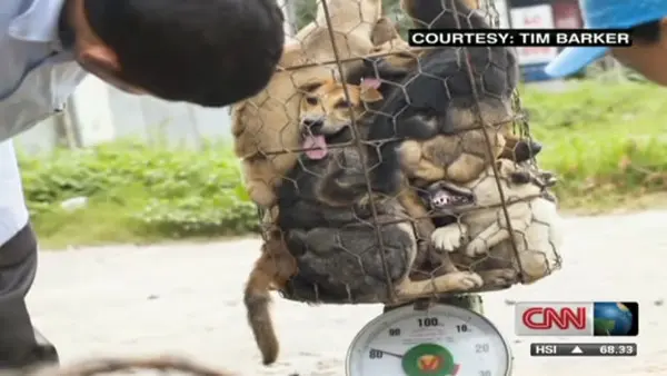 Cães empilhados em carrinho a caminho do abate. (Foto: Reprodução)