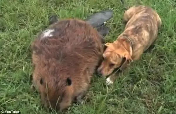 A cachorra Bella, que ficou ao lado do corpo de seu amigo, o castor Beavis, por muito tempo após ele ter falecido. (Foto: Reprodução/ YouTube)