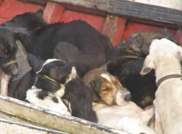 Cães foram capturados e levados de canoa até zona rural, alega prefeito. (Foto: Reprodução/Aragonei Bandeira)