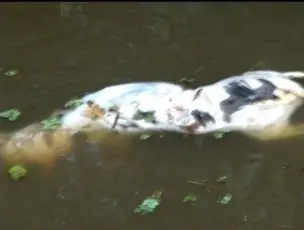 Cachorros mortos foram encontrados no rio da cidade. (Foto: Reprodução/ Aragonei Bandeira)