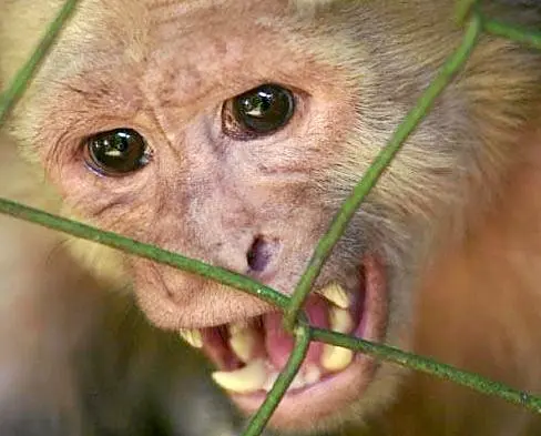 As Ilhas Mauricio são o segundo exportador mundial de macacos, depois da China. (Foto: Divulgação)