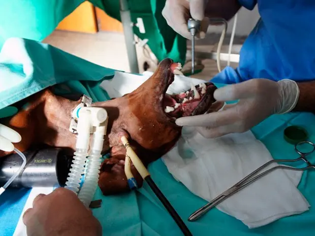 Marley fez sete cirurgia em hospital universitário (Foto: Hospital Veterinário UFBA / Divulgação)