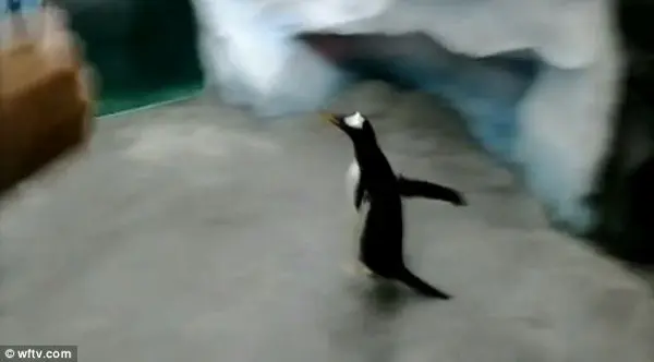 Aparentemente, ao se deparar com pessoas, o pinguim percebe que é melhor voltar ao tanque que tentar escapar. (Foto: Daily Mail)