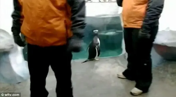 Dois seguranças formam uma barreira, e o pinguim desesperadamente tenta voltar à piscina, antes de uma tratadora colocá-lo de volta. (Foto: Daily Mail)