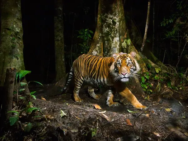 Um tigre saudável nas florestas do norte de Sumatra, Indonésia. (Foto: Steve Winter, National Geographic) 