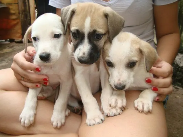 Cães aguardam adoção (Foto: Divulgação)