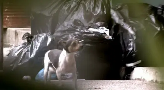 Cenas de "Amor à Vida" retratam abandono e adoção de animais. (Foto: TV Globo)
