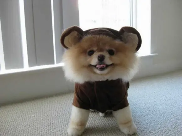  Boo, o cão, parece feliz em sua fantasia de urso. (Foto: facebook.com/boo)