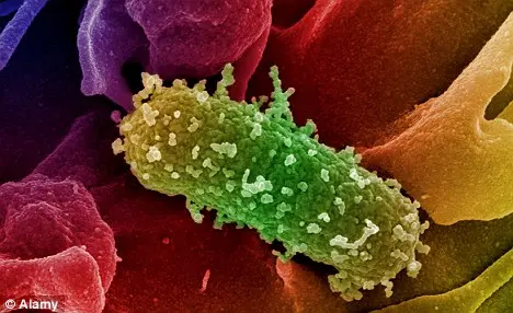 Imagem da bactéria E.coli. (Foto: Alamy/Daily Mail)