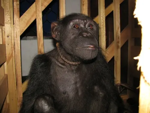 O chimpanzé Bazou viveu anos preso nesta caixa de madeira. (Foto: Care2) 