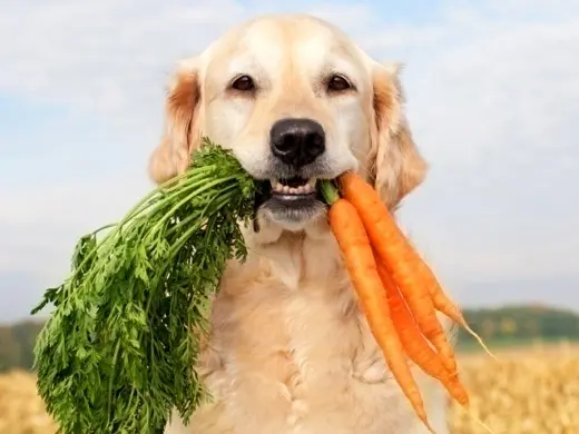 Cachorro pode comer verdura? Enriqueça a alimentação do seu cão com essas dicas