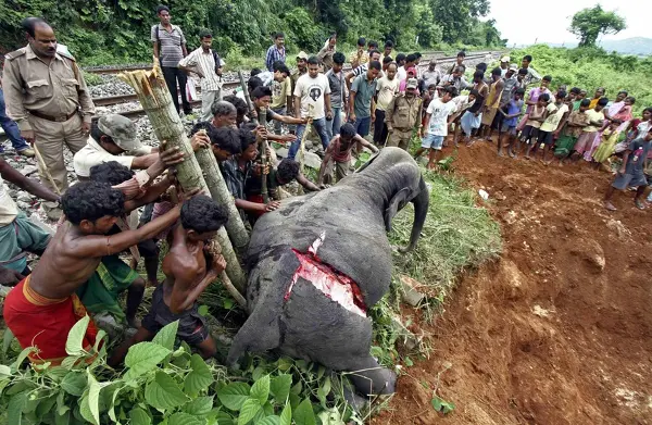  Corpo do elefante que morreu, sendo enterrado. (Foto: NBC News)