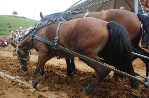 Cavalos são submetidos a esforço excessivo em puxada. (Foto: Jandyr Nascimento)