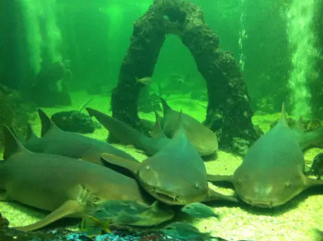 Cinco tubarões-lixa são mantidos presos no Aquário Natal. Foto: Kívia Soares/NE10