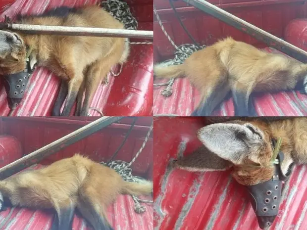 O lobo-guará foi capturado em Porciúncula. (Foto: José Silva/Divulgação)