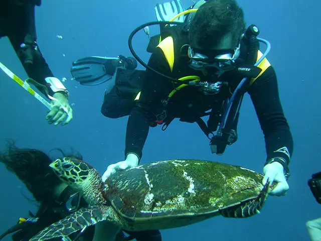 De 26 a 31 de agosto, integrantes da Associação MarBrasil realizaram um treinamento para captura de tartarugas marinhas com o Projeto Tamar no arquipélago de Fernando de Noronha (PE). 