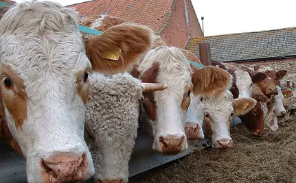Indústria alimentícia envenena os animais para, depois, matá-los e vender sua carne. (Foto: Reprodução)