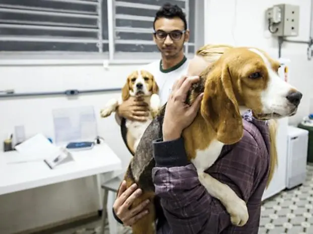 Ativistas resgatam animais do Instituto Royal (Foto: Reprodução/La Capital)
