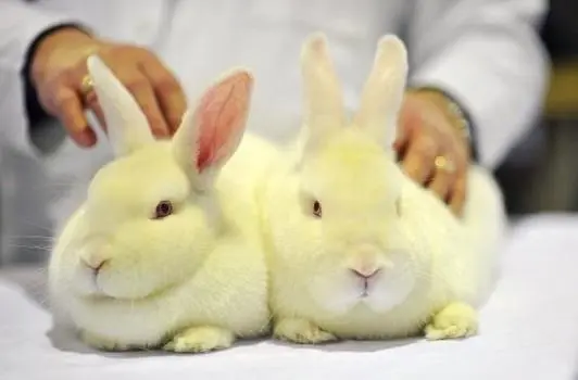 Dois coelhos que serão utilizados como cobaias. (Foto: Reprodução) 