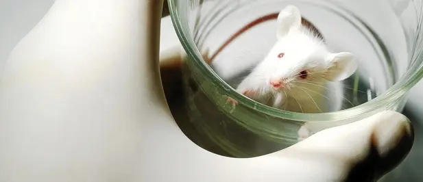 Rato que será usado como cobaia para testes. (Foto: Reprodução)
