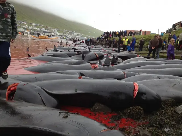 Massacre nas Ilhas Faroé. (Foto: Divemag)