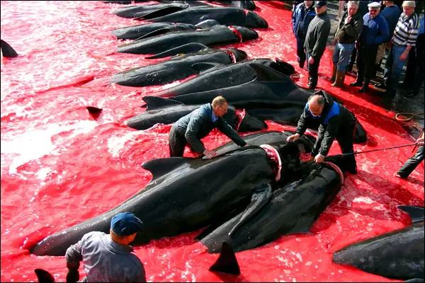 Uma das maiores e mais sangrentas caça às baleias no mundo. (Foto: BBC)