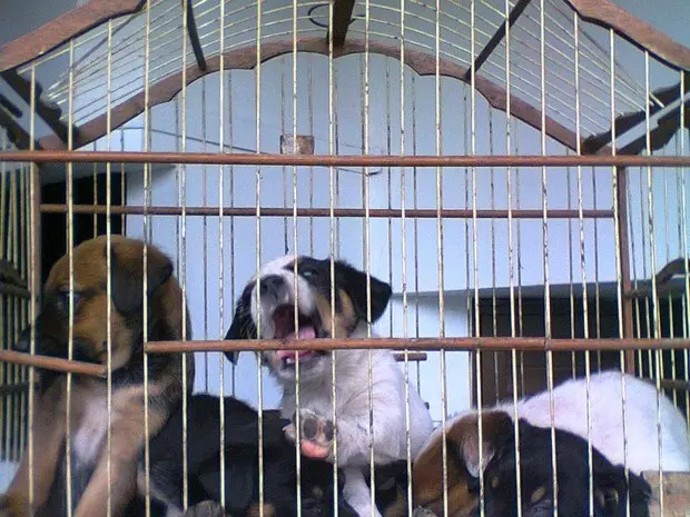 Filhotes foram encontrados em uma gaiola em Itajaí (Foto: Famai/Divulgação)