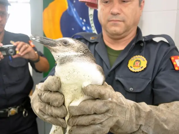 Pinguim é resgatado em São Vicente (SP) (Foto: Júlio Gama/Divulgação Prefeitura de São Vicente)