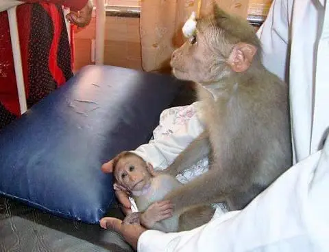 Macaco rhesus utilizado em testes. (Foto: Reprodução)