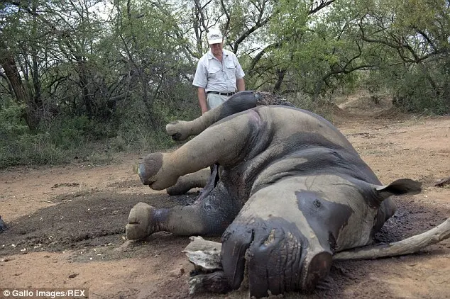 Em extinção: Apenas cerca de 5000 rinocerontes ainda restam na África e cerca de 1.795 deles vivem na Namíbia, onde o vencedor do DSC irá matar um deles.