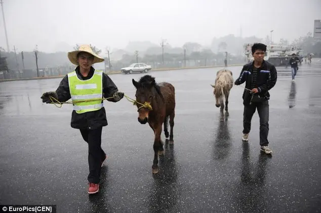 Cavalos sobreviventes são levados de volta. Foto: Daily Mail