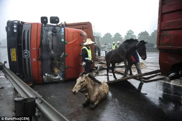 Caminhão que transportava 60 cavalos tombou na pista. Foto: Daily Mail