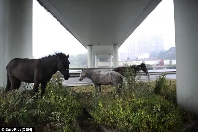 Alguns cavalos no canteiro com grama, no acostamento da rodovia. Foto: Daily Mail 