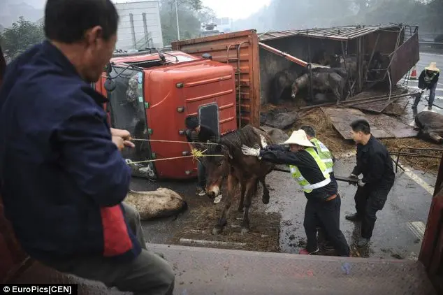 Três homens tentam obrigar cavalo a entrar em caminhão. Foto: Daily Mail