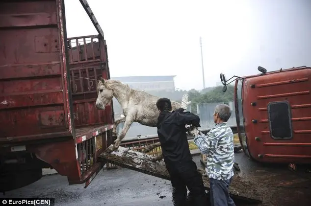 Foto mostra relutância do cavalo ao ser forçado a entrar no outro caminhão. Foto: Daily