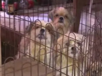 Cachorros estavam em canil clandestino (Foto: Reprodução RPC TV)
