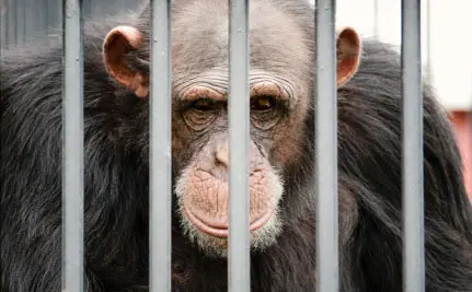 Apesar do amplo apoio dado para que se tirassem estes chimpanzés das gaiolas e lhes dessem a aposentadoria que merecem em um ambiente apropriado, a tão sonhada liberdade acabou se perdendo em disputas sobre seus custos no Congresso.