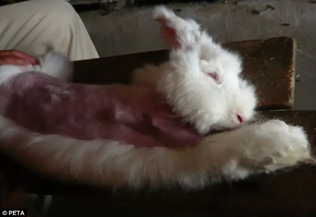 Os coelhos são explorados por anos e, depois do período em que "servem" para a indústria, são mortos e esfolados.