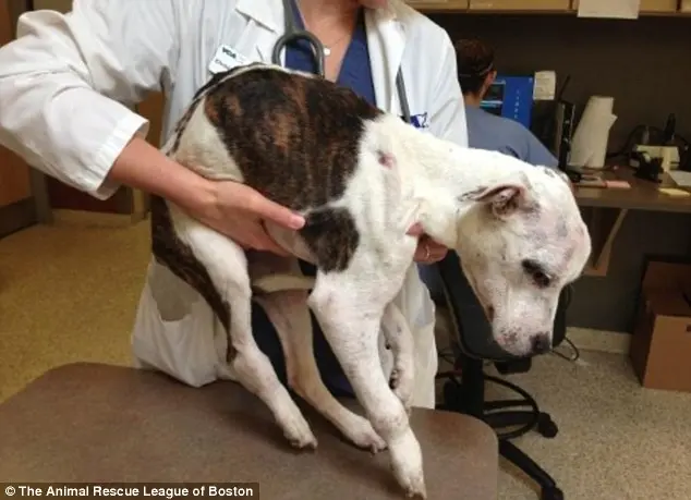 Cãozinho Doe pesava apenas 8 quilos e foi esfaqueado, queimado e torturado.