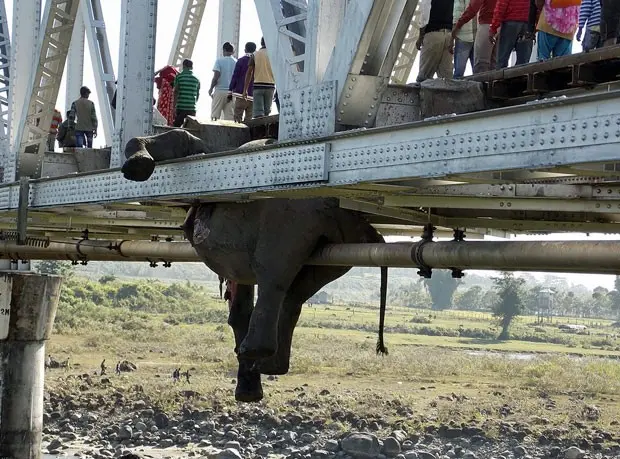 Imagem divulgada nesta quinta-feira mostra elefante que morreu após ser atingido por trem, na Índia (Foto: Reuters/Stringer)