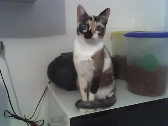 Abigail Esther, minha gatinha. (Foto: Arquivo Pessoal)