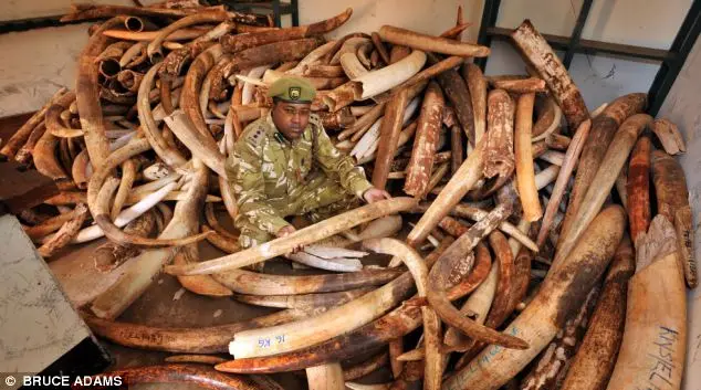 Comércio: estima-se que o grupo terrorista Al Shabaab lucra £ 400.000 (um milhão e meio de reais) por mês vendendo "marfim de sangue" no mercado negro.