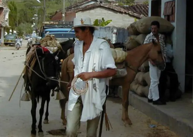 Tutores entregaram os cavalos que eram explorados em veículos de tração animal