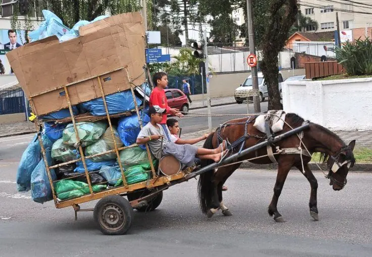Cavalos são explorados até a morte em veículos de tração. (Foto: ONCA)